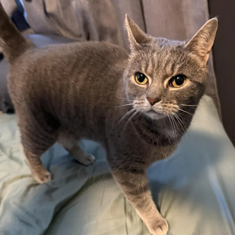 An adult small-sized female Gray / Blue / Silver Domestic Short Hair cat named Pretty Girl for adoption in Lancaster, OH