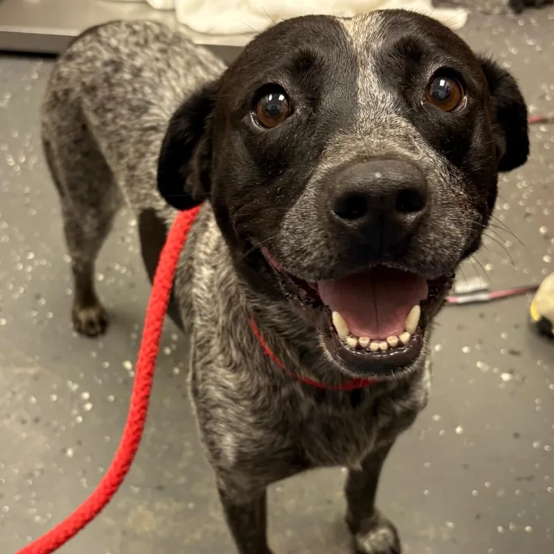 An adult medium-sized female Mixed Breed dog named Puddin Pop for adoption in Columbiana, AL