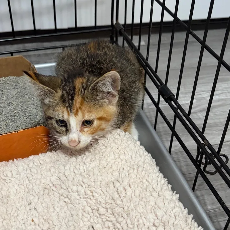 A baby small-sized female Calico Domestic Short Hair cat named Chiro for adoption in Rochester, MN