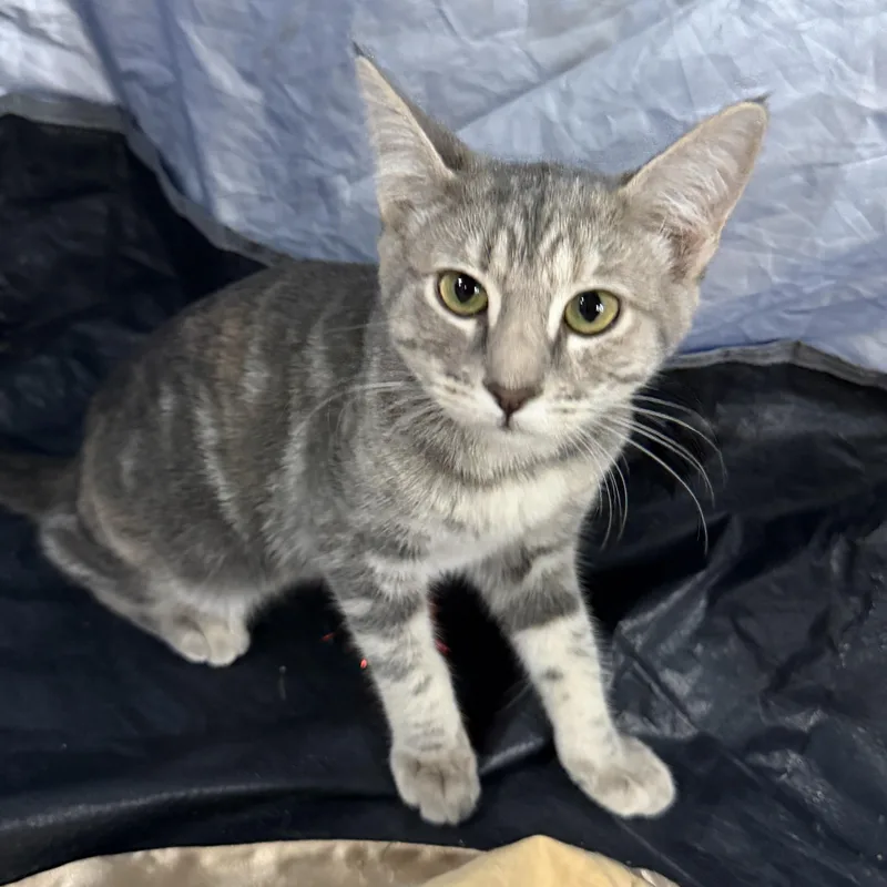 A baby small-sized male Domestic Short Hair cat named Duro Wat for adoption in San Diego, CA