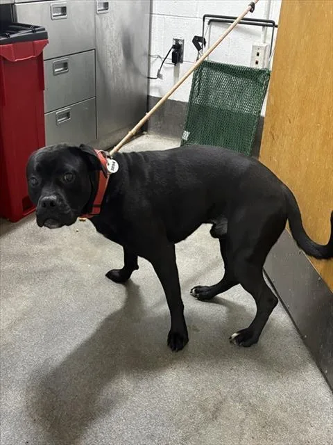 A young large-sized male Boxer dog named Ludwig for adoption in Upper Marlboro, MD