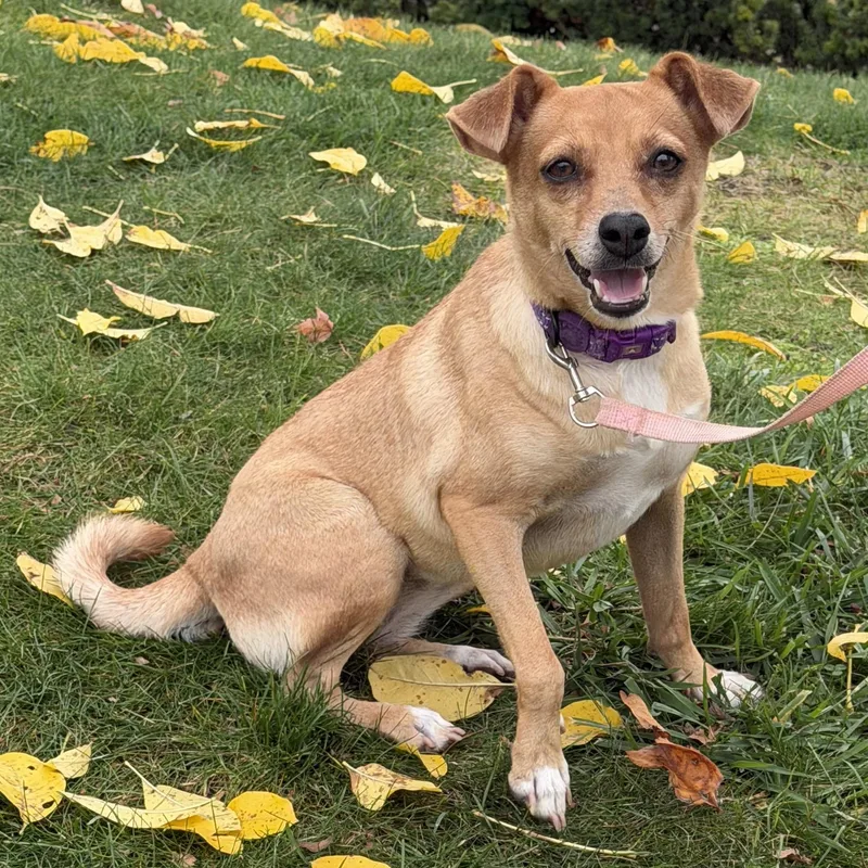 A young small-sized female Rat Terrier dog named Lulu for adoption in Nanuet, NY