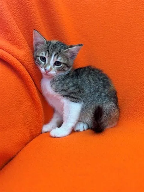 A baby medium-sized female Domestic Short Hair cat named Garnet for adoption in Forney, TX