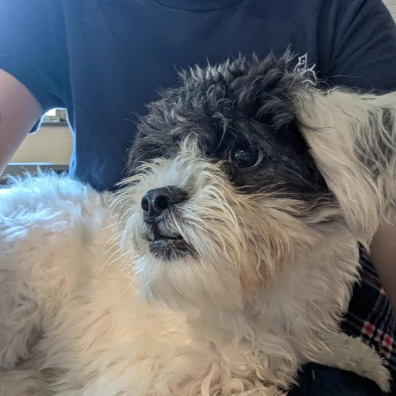 A young small-sized female White / Cream Shih Tzu dog named Liberty for adoption in Baltimore, MD