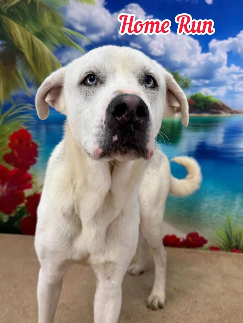 A young large-sized male White / Cream Labrador Retriever dog named Home Run for adoption in Flint, MI
