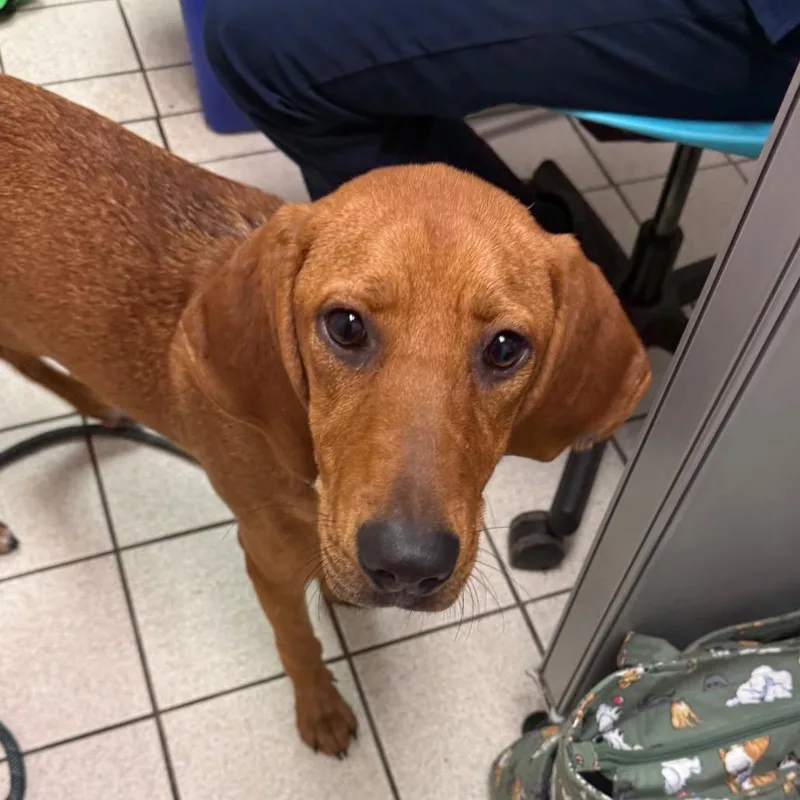 A young medium-sized female Red / Chestnut / Orange Mixed Breed dog named Oakley Lynn for adoption in Charleston, WV