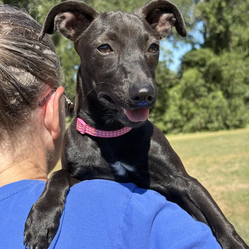 A young small-sized female Chihuahua dog named Gypsy for adoption in Cypress, TX