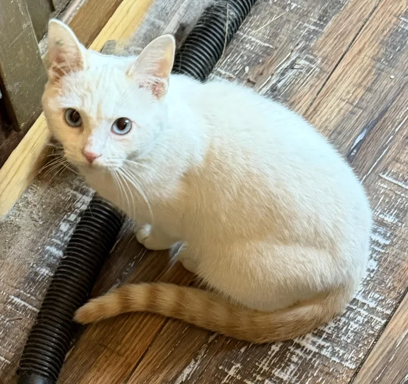 A young medium-sized male Flame Point Siamese cat named Simon for adoption in Churchville, PA