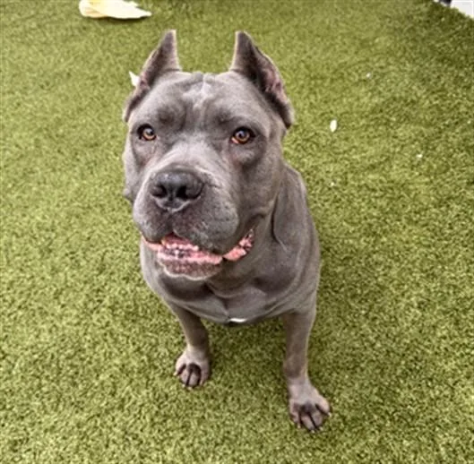 An adult large-sized male Cane Corso dog named Phoenix for adoption in Toledo, OH