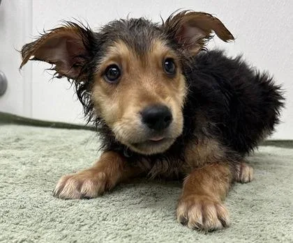 A young large-sized male Shepherd dog named Albatross for adoption in Phoenix, AZ