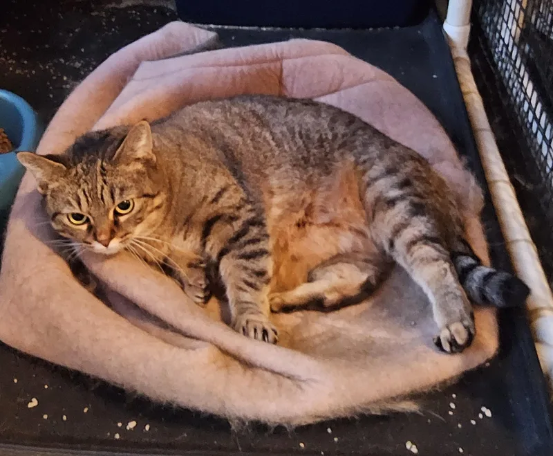 An adult medium-sized female Tabby (Brown / Chocolate) Domestic Short Hair cat named Sleenky for adoption in Westfield, IN
