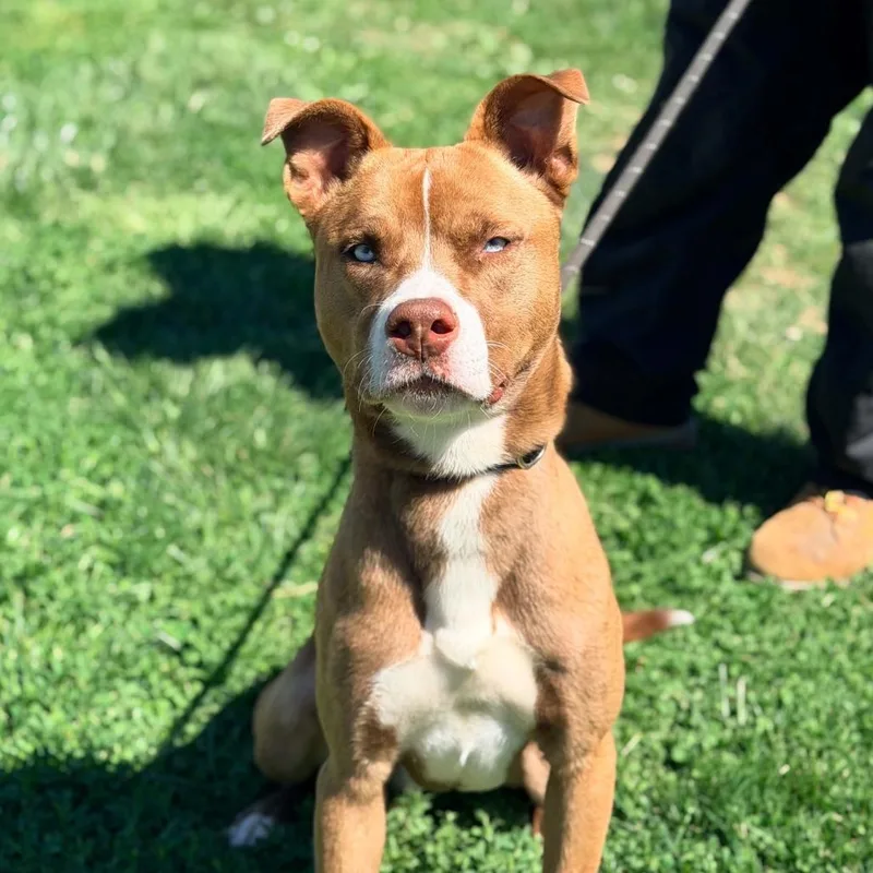 A young medium-sized male Brown / Chocolate Mixed Breed dog named Halo for adoption in Huntington, WV