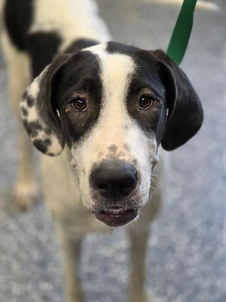 A baby extra large-sized male Great Dane dog named Sokka for adoption in Carthage, MO