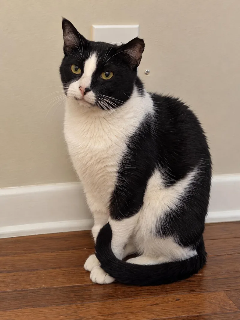 A senior medium-sized male Black & White / Tuxedo Domestic Short Hair cat named Mr. Winston Purrcy for adoption in Charleston, SC