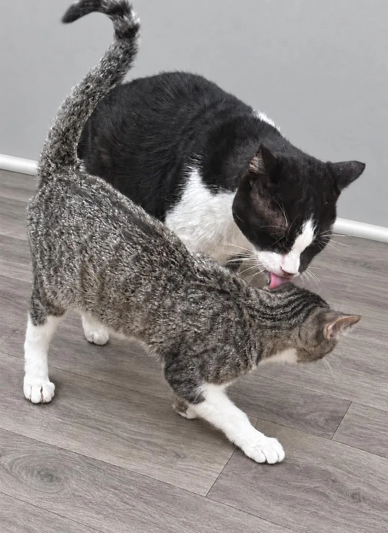 Mr. Winston Purrcy thumbnail 2