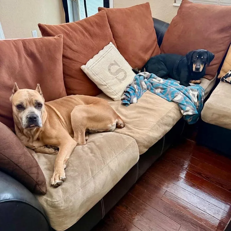 Optimus Prime thumbnail 2