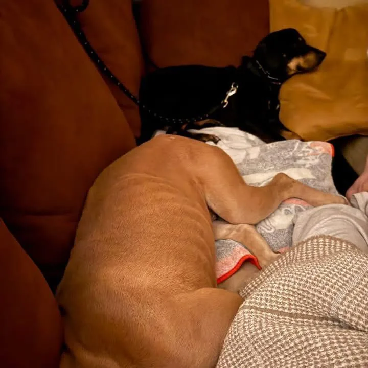 Optimus Prime thumbnail 3