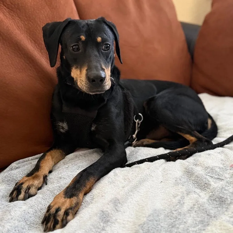 Optimus Prime thumbnail 4