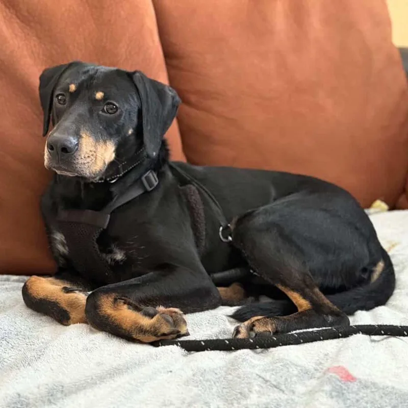 Optimus Prime thumbnail 5