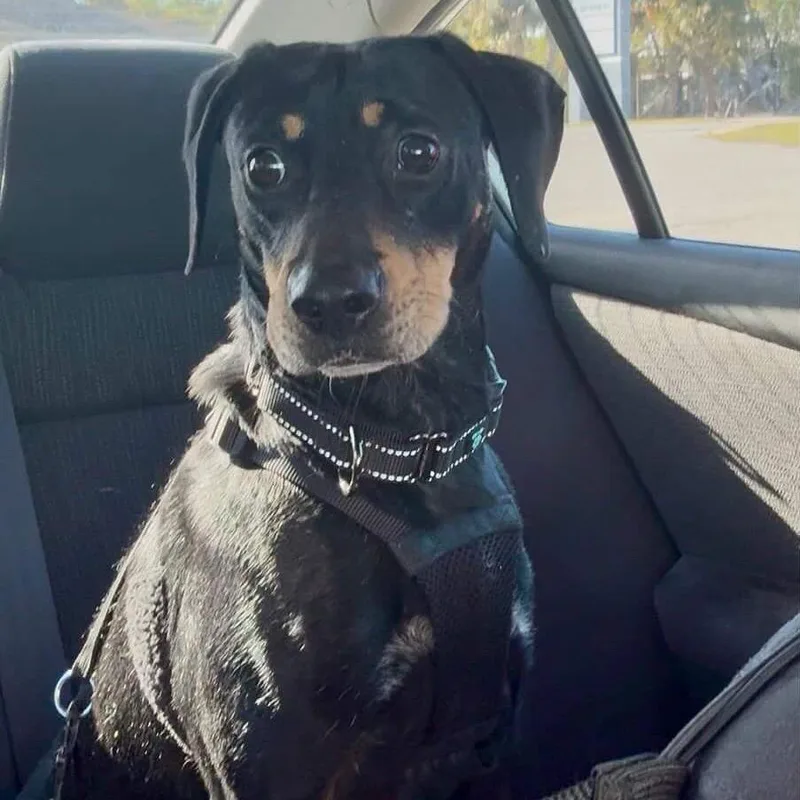 Optimus Prime thumbnail 6