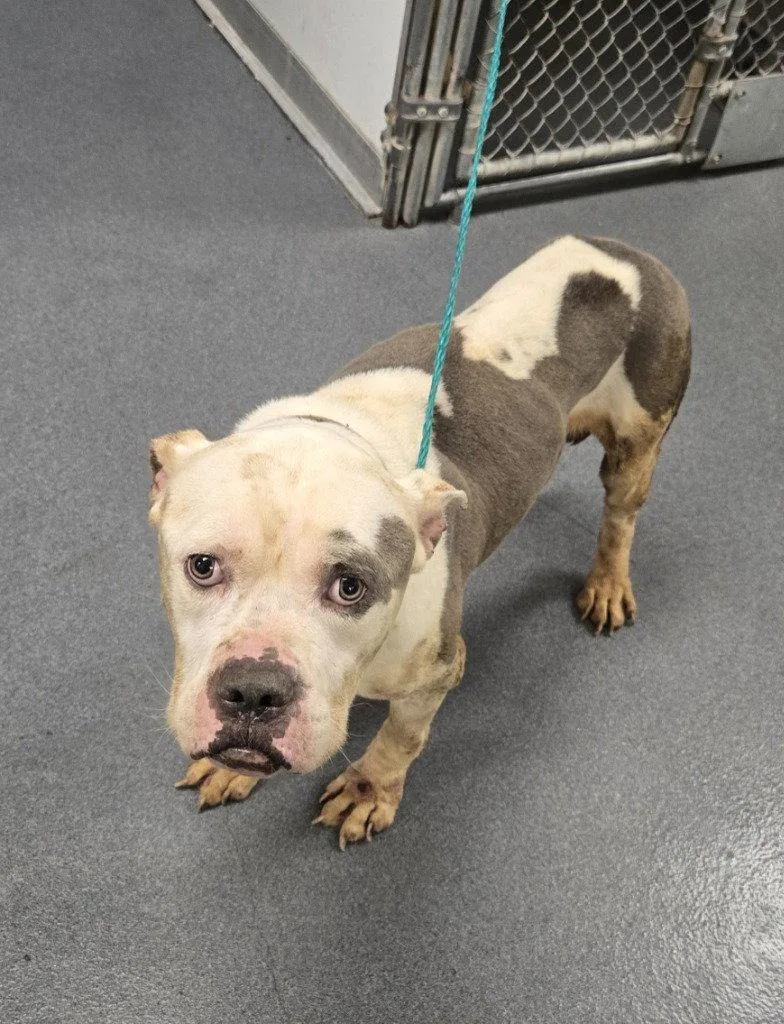 An adult large-sized male Pit Bull Terrier dog named DI  Muddy Patch for adoption in Glen Allen, VA