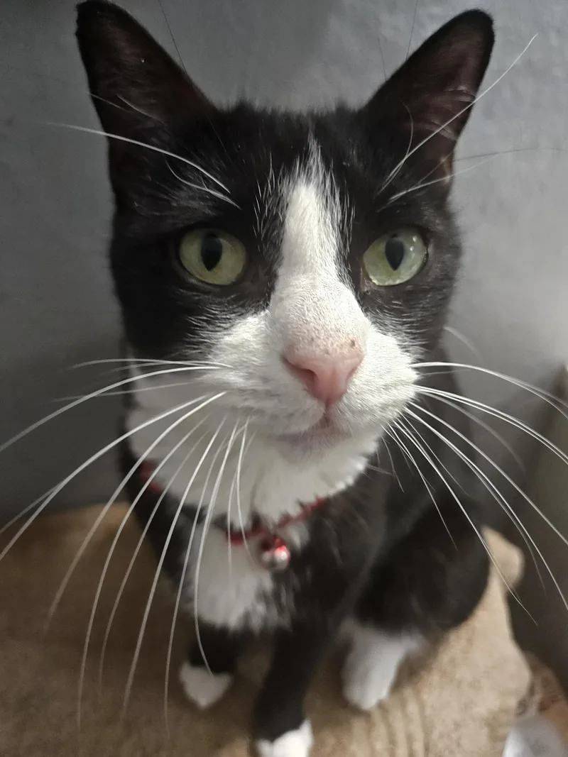 A young medium-sized female Black & White / Tuxedo Domestic Short Hair cat named Ayana for adoption in Youngtown, AZ