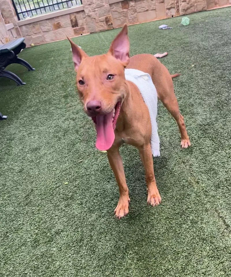 A young large-sized female Staffordshire Bull Terrier dog named Brenda for adoption in Seguin, TX