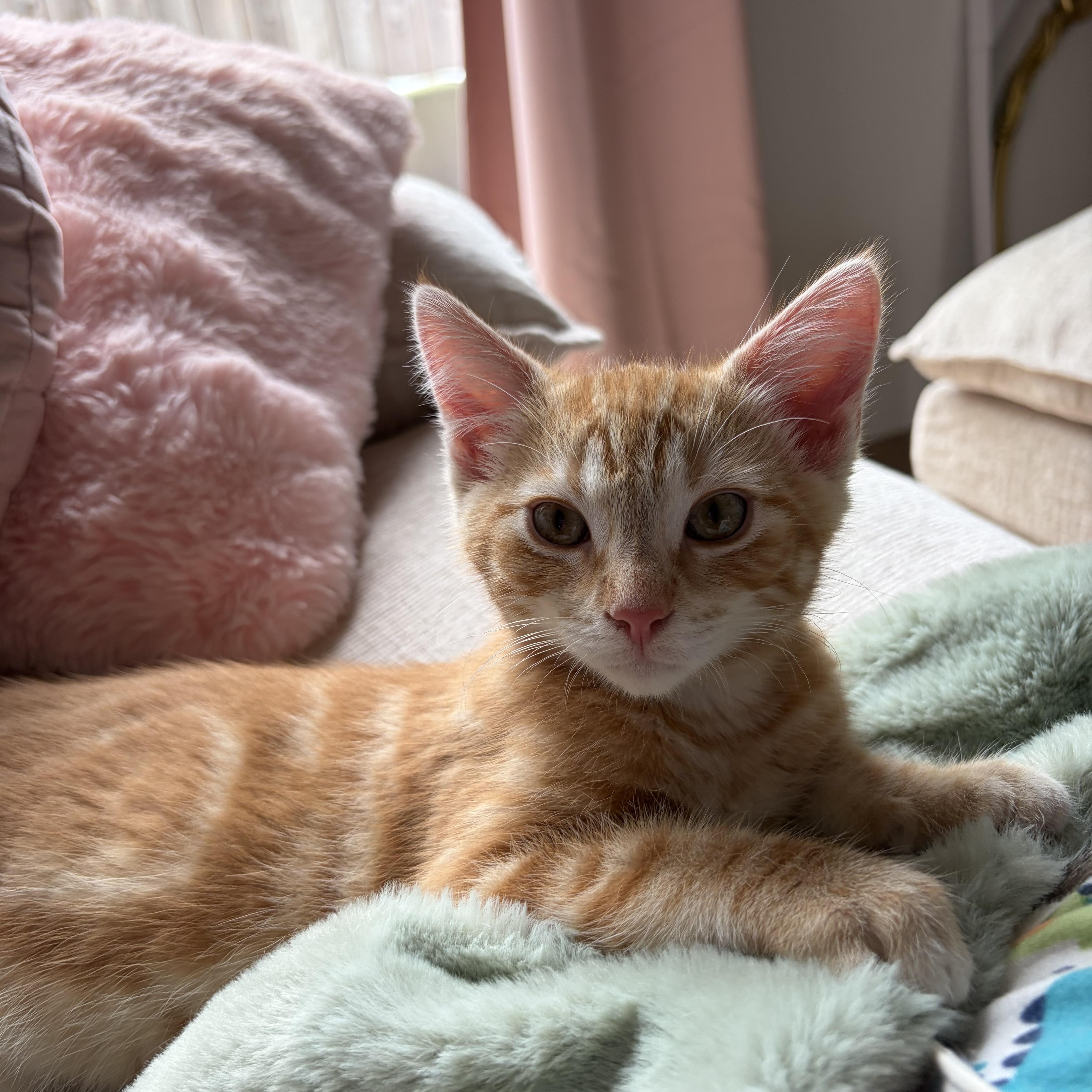Cheeto