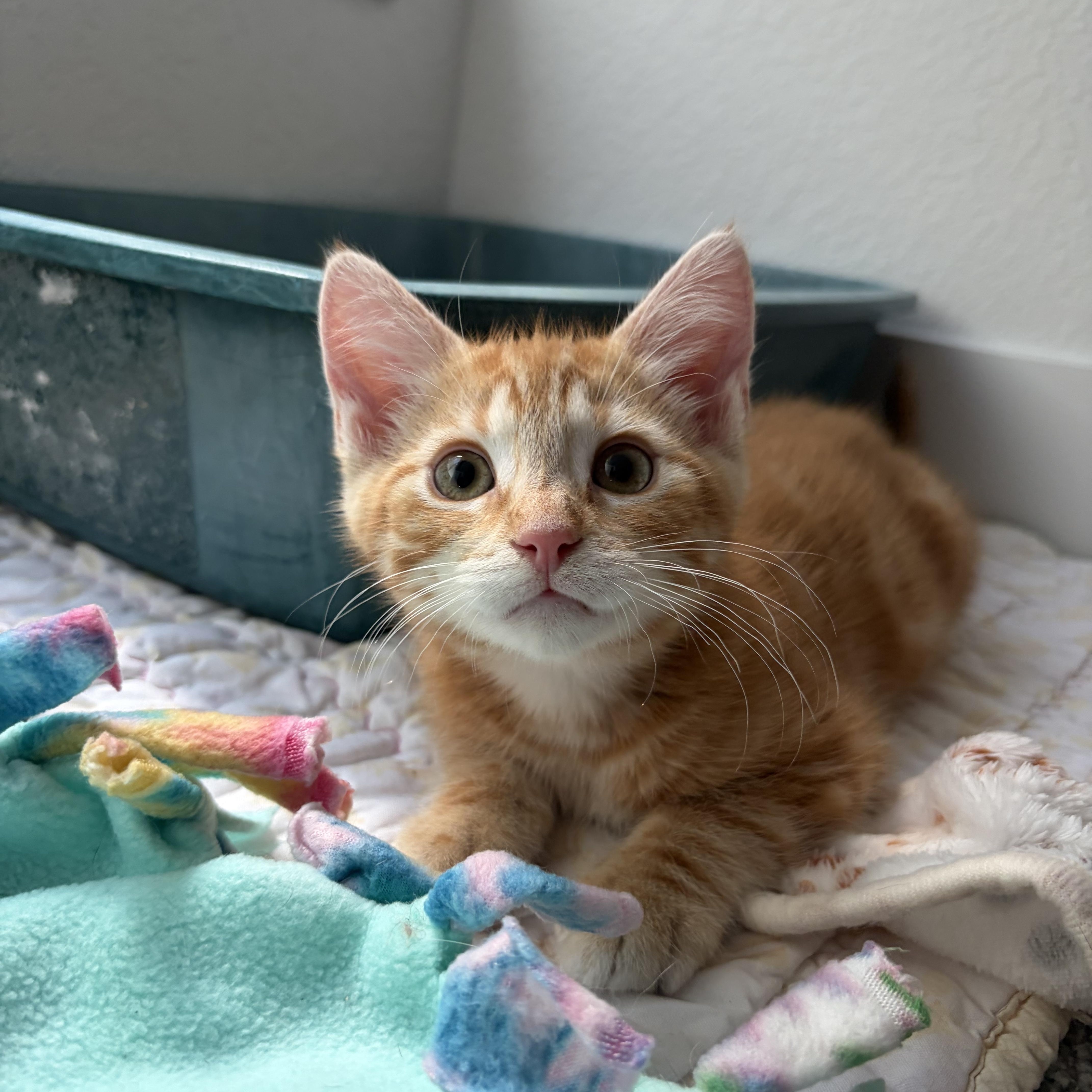 Cheeto thumbnail 2