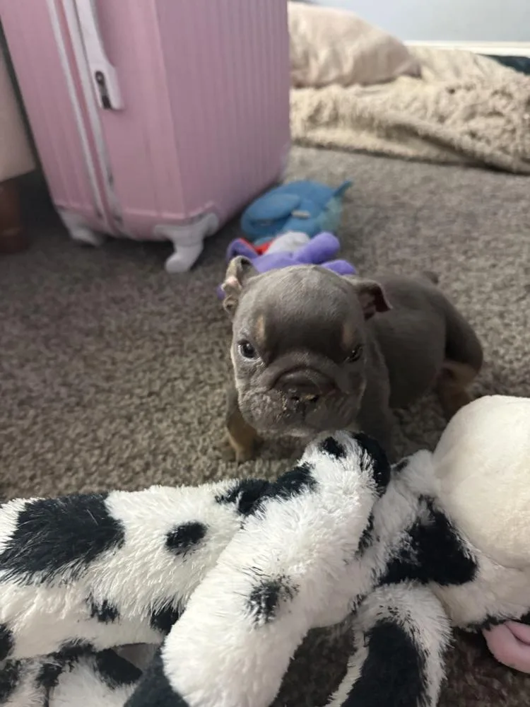 Chunkamuffin thumbnail 2