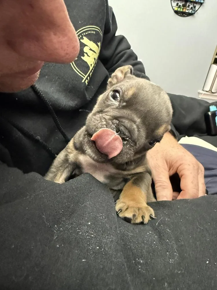 Chunkamuffin thumbnail 3