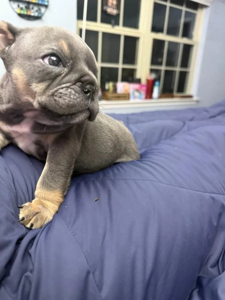 Chunkamuffin thumbnail 4