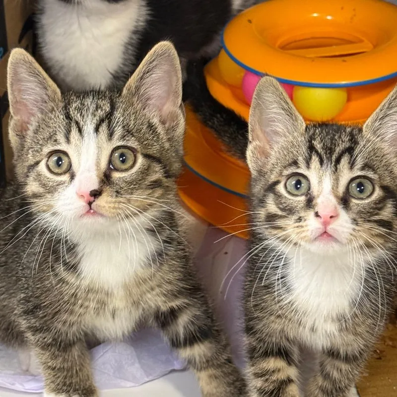 A baby small-sized female Domestic Short Hair cat named White Claw for adoption in Middle Village, NY