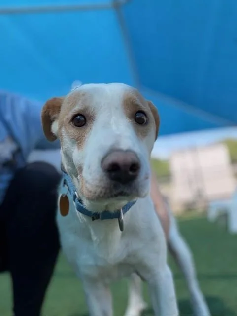 A young large-sized female Mixed Breed dog named Lilo for adoption in Dallas, TX