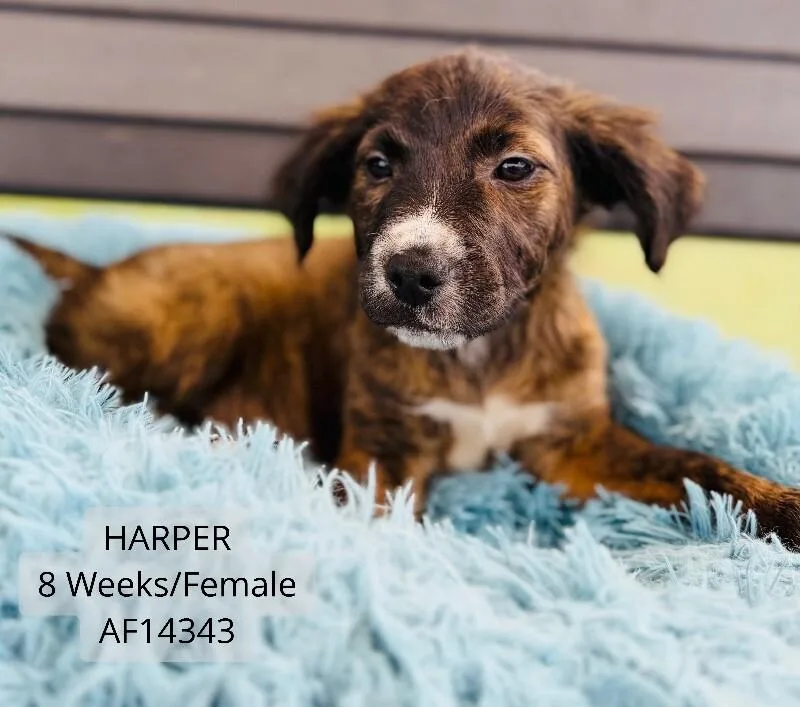 Harper