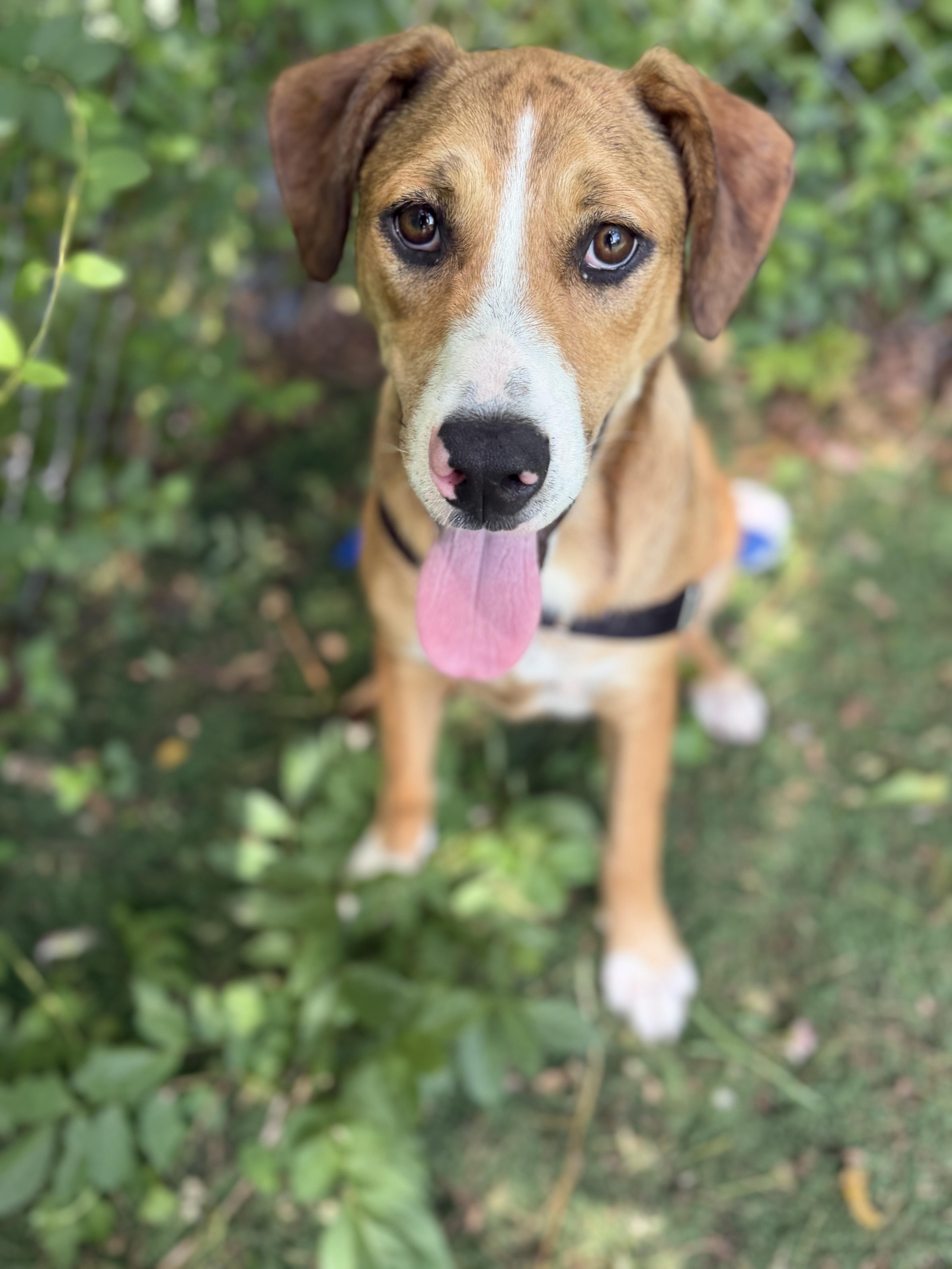 A young medium-sized female Mixed Breed dog named Toffee for adoption in Ocean View, NJ