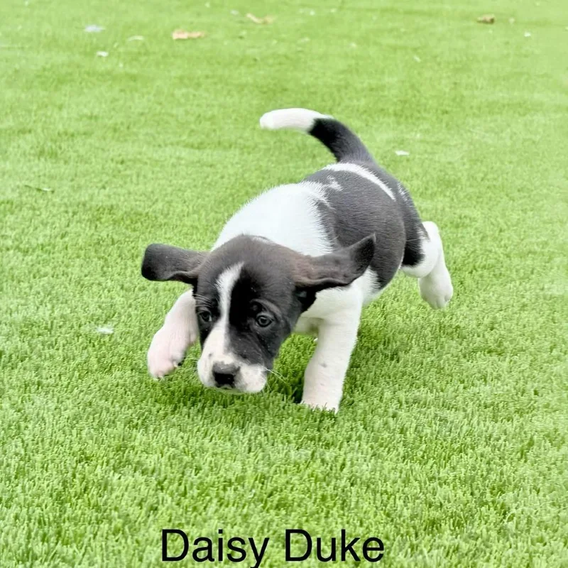 Daisy Duke thumbnail 3