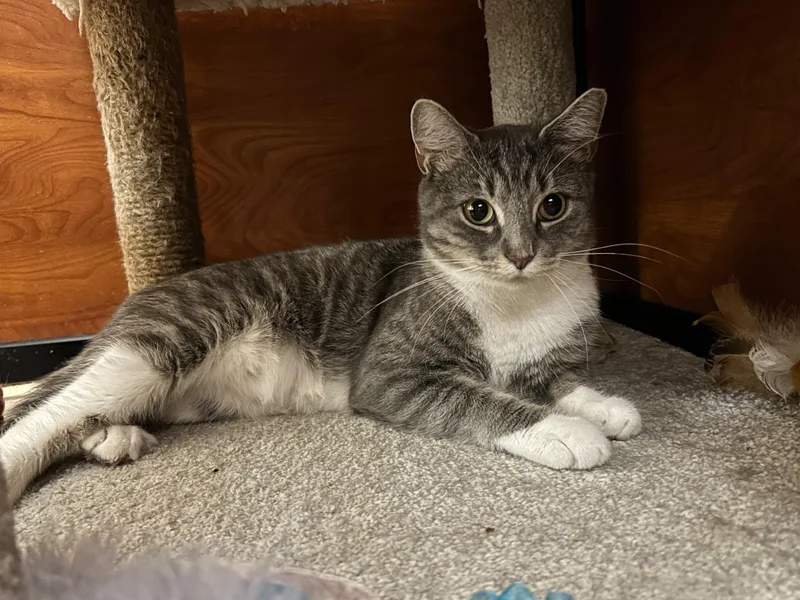 A young small-sized female Gray & White Domestic Short Hair cat named Belinda for adoption in Canton, MA