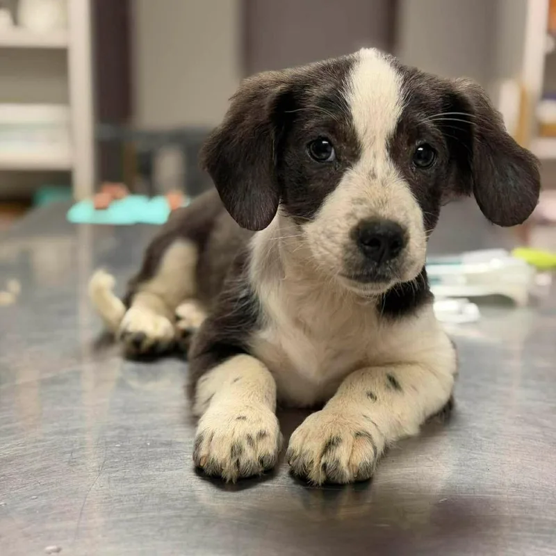A baby small-sized female White / Cream Mixed Breed dog named Nickie for adoption in Buffalo, MN