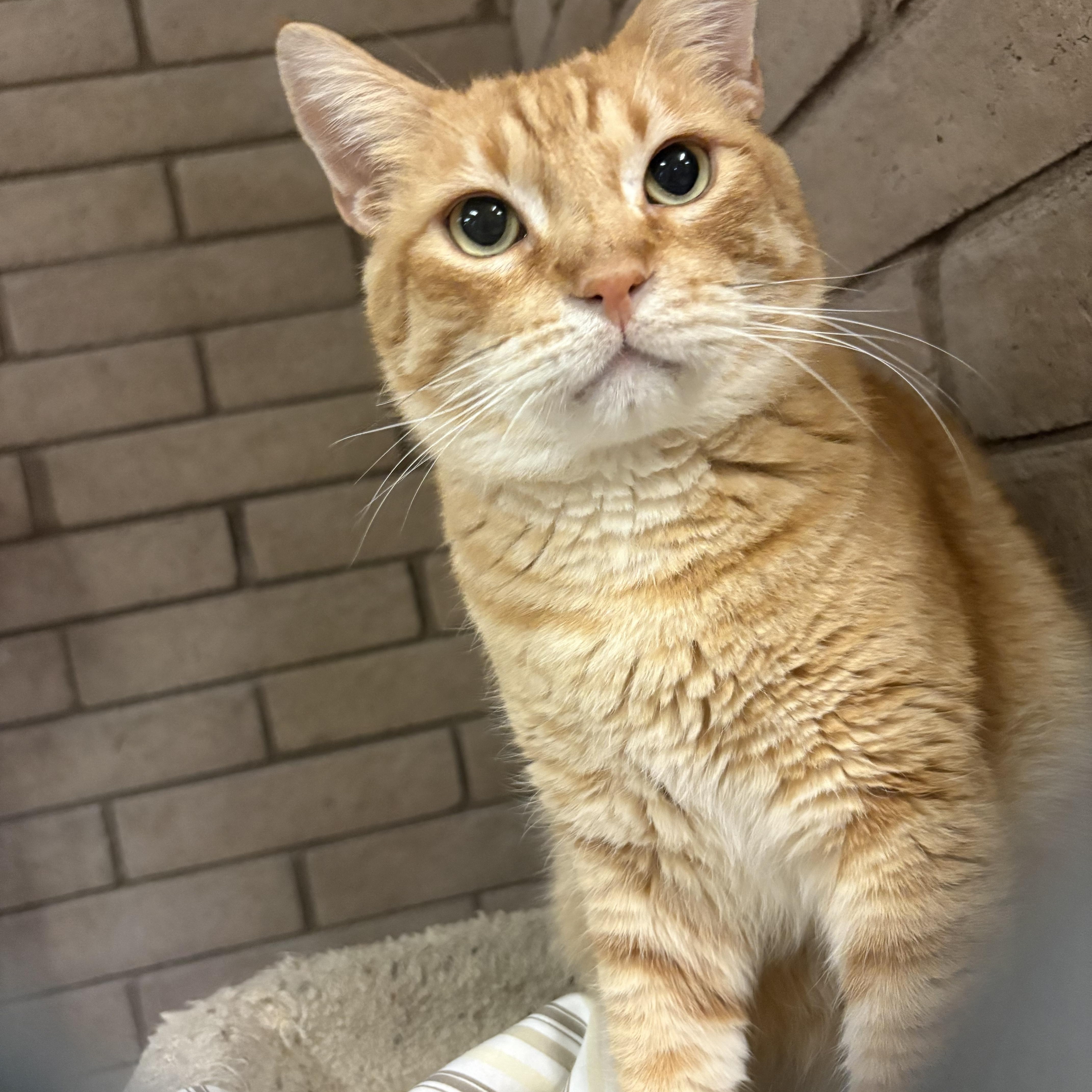 An adult extra large-sized male Orange / Red Domestic Short Hair cat named Julius for adoption in Phoenix, AZ