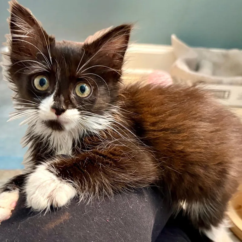 A baby small-sized female Domestic Medium Hair cat named Mira for adoption in Cumming, GA