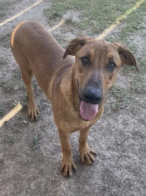 A young small-sized male Rhodesian Ridgeback dog named Miles for adoption in Riverside, CA