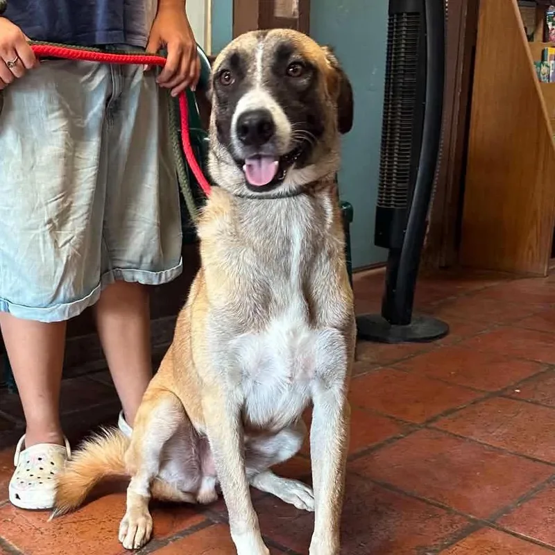 A young medium-sized male Belgian Shepherd / Malinois dog named Moose for adoption in Stephens City, VA