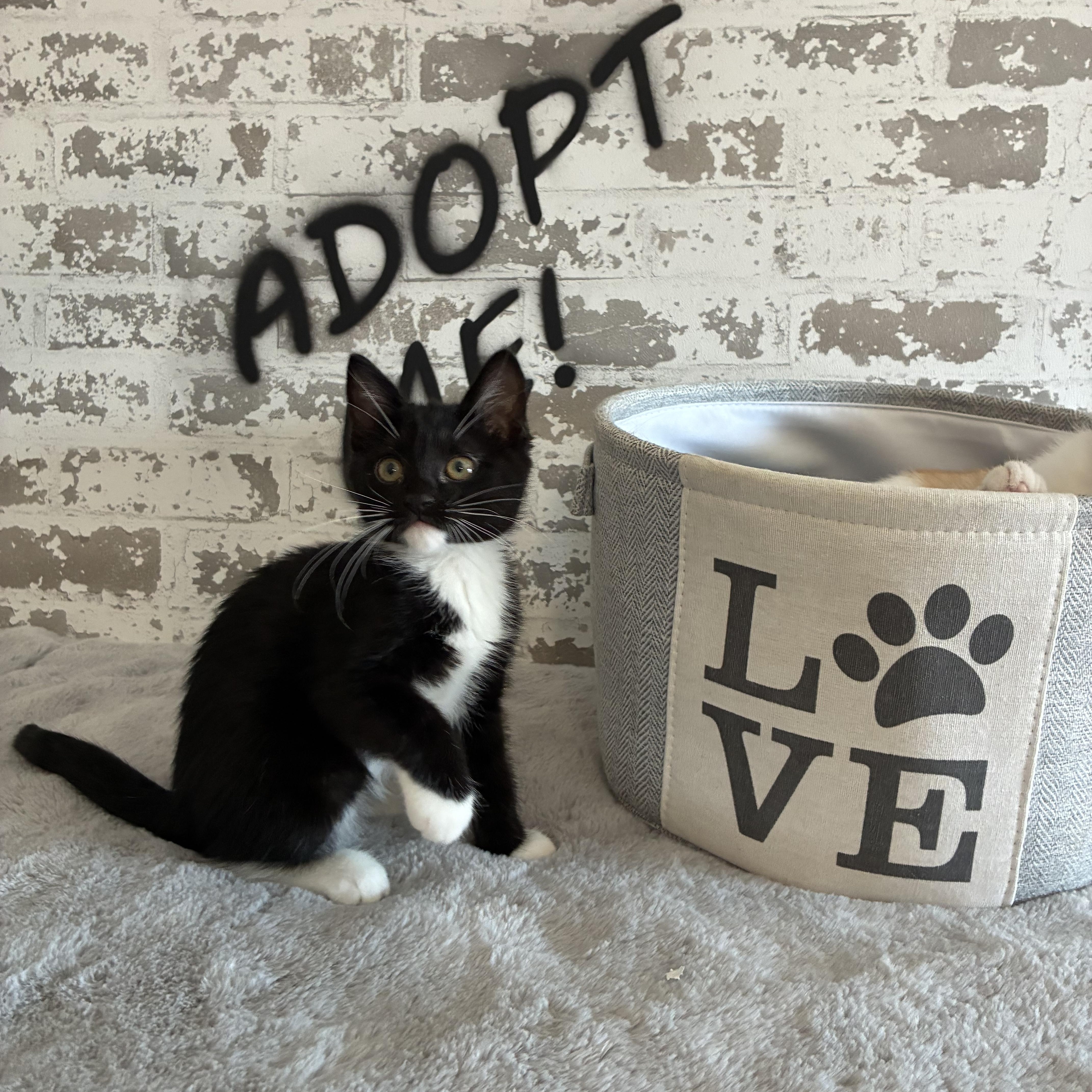 A baby small-sized male Domestic Short Hair cat named Henry for adoption in queen creek, AZ