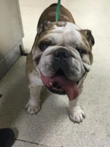An adult medium-sized male English Bulldog dog named Fred for adoption in Riverside, CA