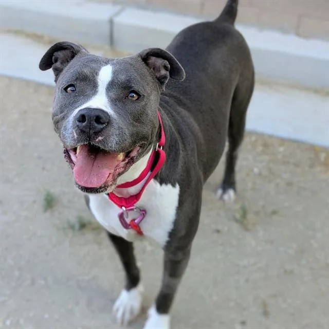 An adult large-sized female Pit Bull Terrier dog named Gigi for adoption in Las Vegas, NV