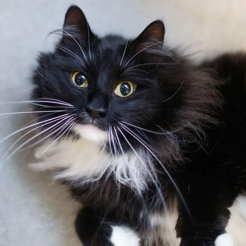 An adult large-sized male Black Domestic Long Hair cat named Monday for adoption in Dover, NH