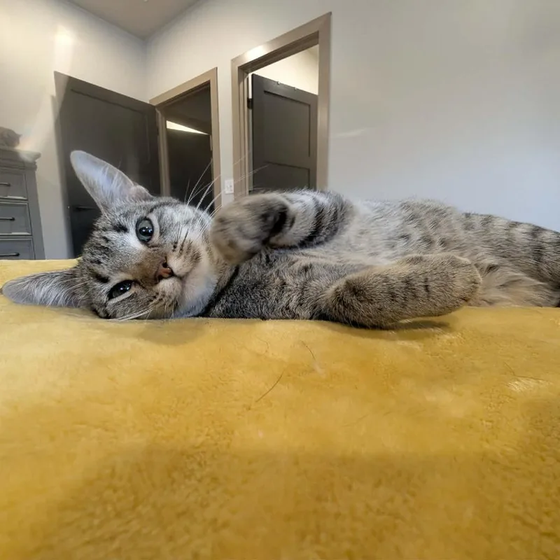 A young small-sized female Gray / Blue / Silver Domestic Short Hair cat named Sundance for adoption in Sioux Falls, SD