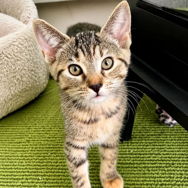 A baby small-sized female Brown / Chocolate Domestic Short Hair cat named Snookums for adoption in Hopkinton, MA