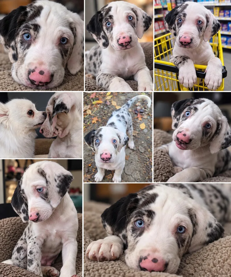 A baby medium-sized male Merle (Blue) Catahoula Leopard Dog named Tanjiro for adoption in Port Orange, FL